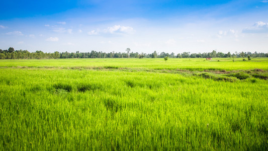 在泰国绿色稻田