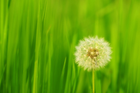 蒲公英的种子一样在球场上