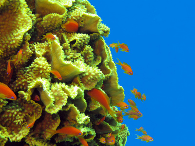 与巨大的黄色珊瑚 turbinaria 胡萝卜用异国情调的珊瑚礁鱼小鱼群在热带海