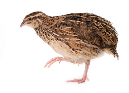 雏鸟青年青年鹌鹑照片