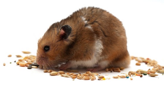 搞笑仓鼠吃玉米照片