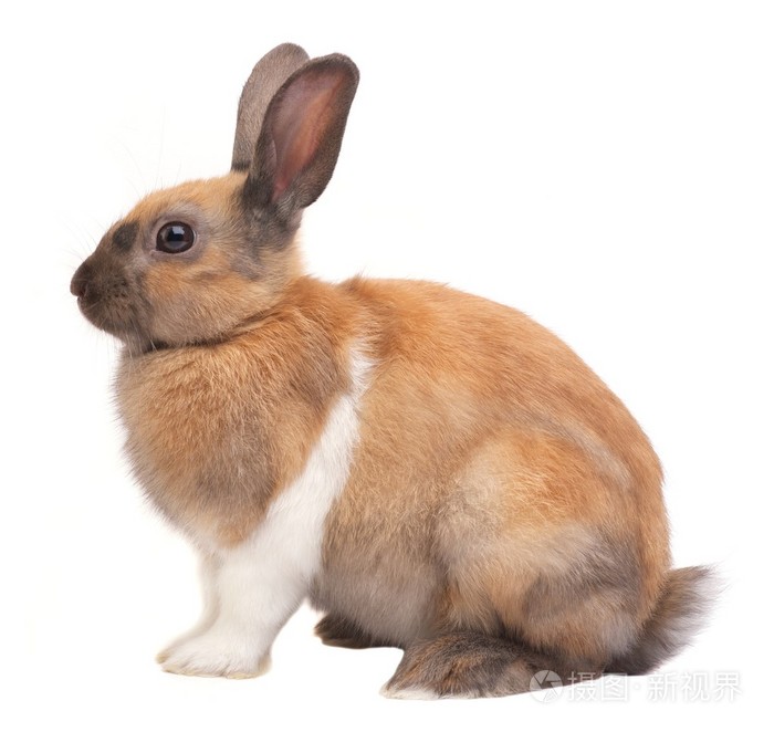 可爱兔照片-正版商用图片1fjt2g-摄图新视界