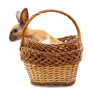 在篮子里的兔子
