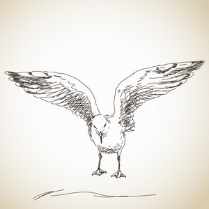 海鸥素描照片