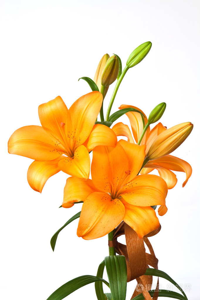 橙色的百合花
