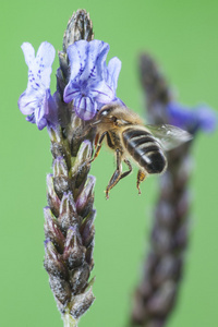 飞蜂