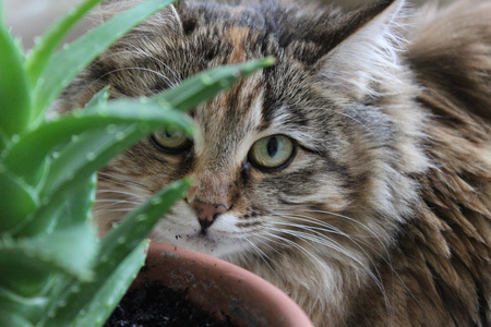 猫和植物