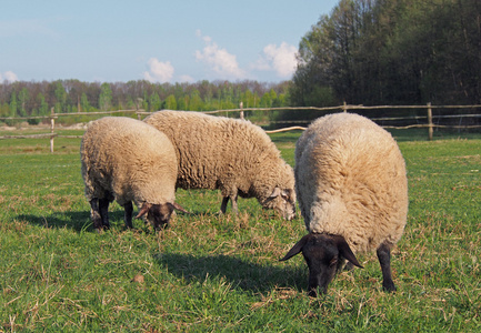 羊在牧场上放牧的组