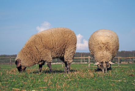 两只羊在牧场上吃草