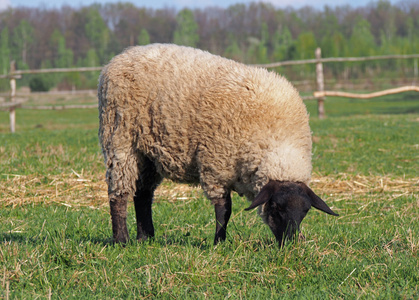 美利奴羊在牧场上吃草
