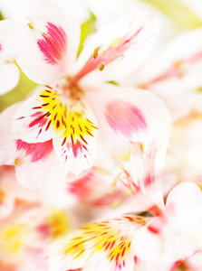 粉红色的光焦的鲜花背景