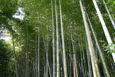 岚山竹林在京都 日本 亚洲