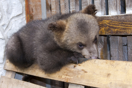 棕色的熊 熊 婴儿
