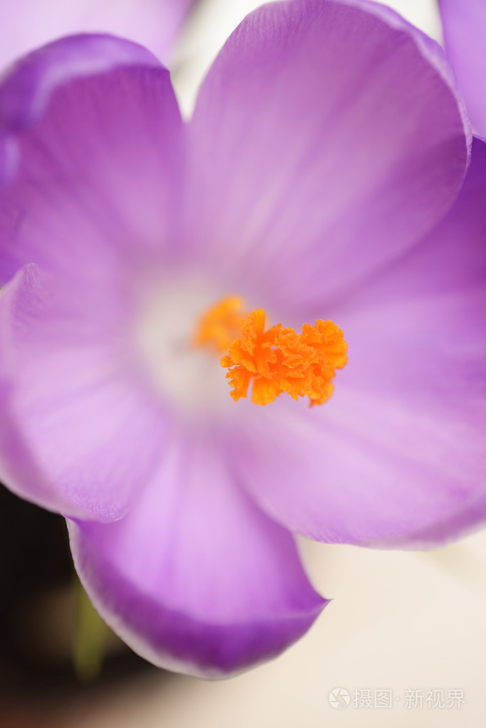 春天的花朵，番红花