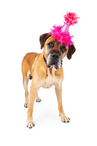 藏獒狗与粉红色党的帽子