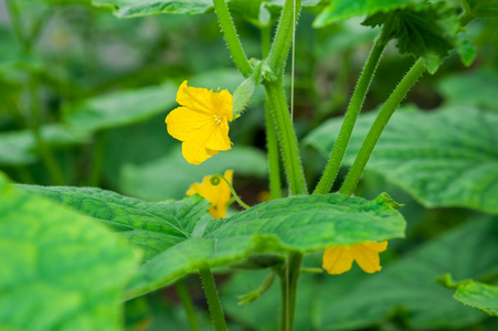 黄瓜植株黄色花