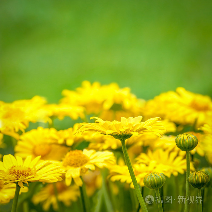 黄色的花在绿色背景上