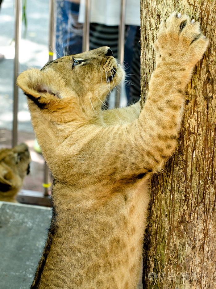 好奇的小狮子爬树