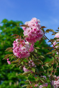 美丽的樱花，粉色樱花花