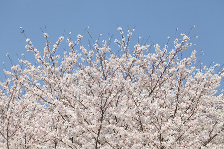 樱花树