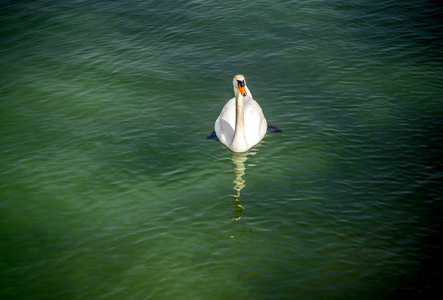 日内瓦湖水域的白天鹅图片