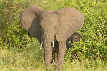 布什的非洲草棚大象