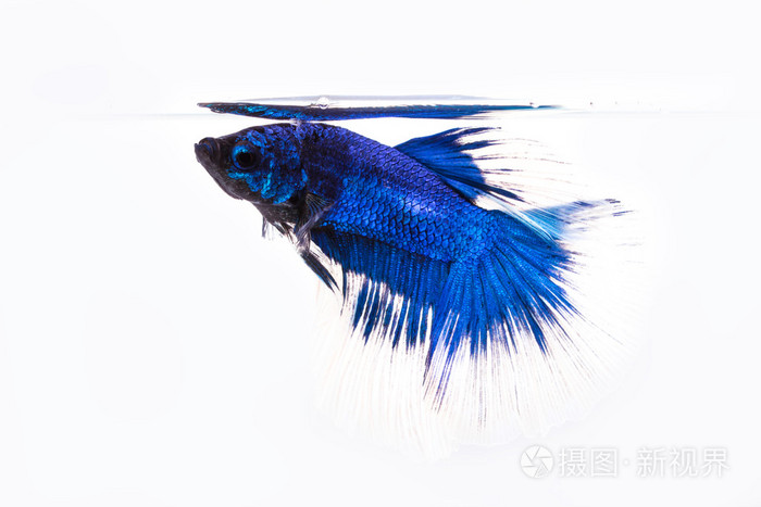 斗鱼,暹罗猫打架鱼我