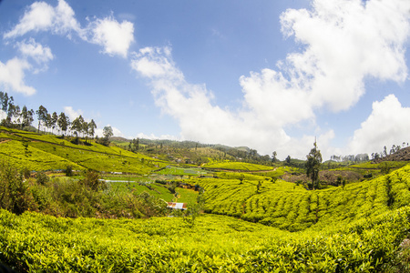 在斯里兰卡的茶叶种植园