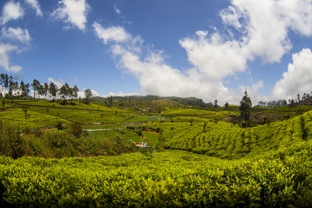 在斯里兰卡的茶叶种植园