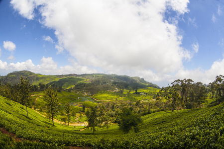在斯里兰卡的茶叶种植园