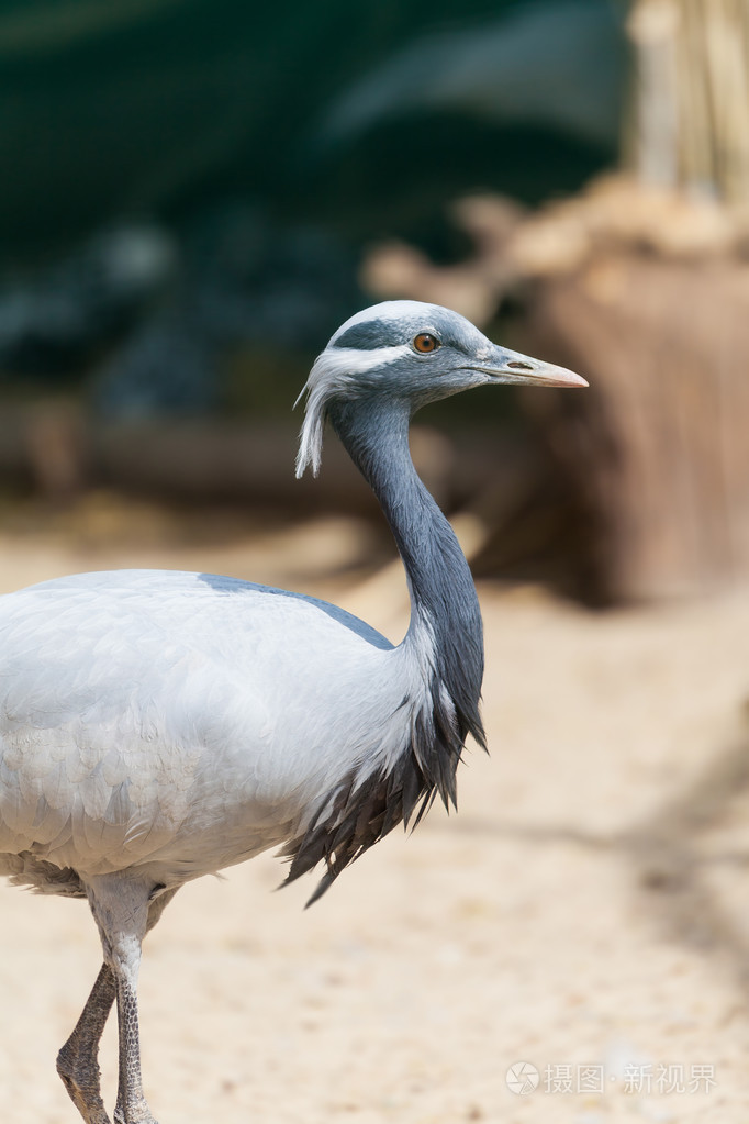 年轻的非洲鹳的肖像