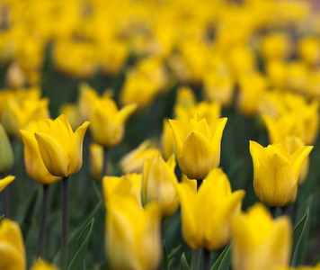 与黄芽郁金香花坛