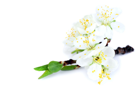 孤立的白色衬底上的白色花朵盛开的树枝