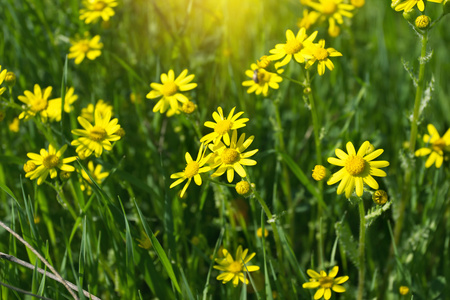在一块草地上的黄色的阳光明媚春天的花朵