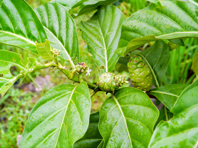 伟大巴戟天图片