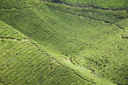 金马伦高原，马来西亚的茶叶种植园