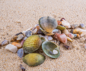 蛤蚌和海贝照片