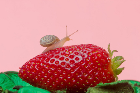 小蜗牛附着在草莓上