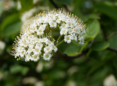 白花的荚蒾马缨丹灌木