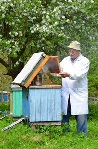 高级蜂农养蜂场的检查在春季