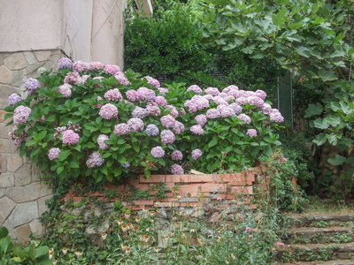 霍滕西亚花