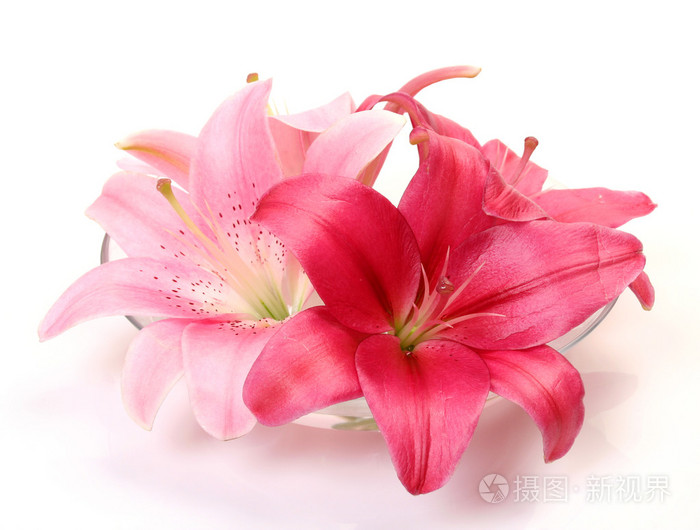 粉红色的百合花照片 正版商用图片1fl16b 摄图新视界