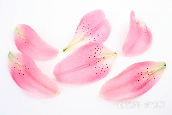 粉红色百合花的花瓣照片 正版商用图片1fl16d 摄图新视界 粉红色百合花的花瓣照片 正版商用图片1fl16d 摄图新视界