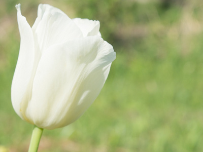 白色郁金香花