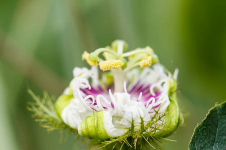 西番莲 laurifolia linn