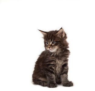 st maine coon kattunge