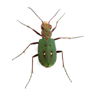 绿色虎甲虫 cicindela 白菜 上白色孤立