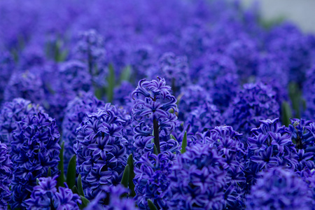 blankytně modré květy hyacinty深蓝色的风信子花照片