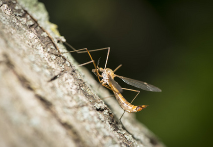 一棵树上休息的大蚊子