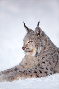 猞猁在雪地里休息